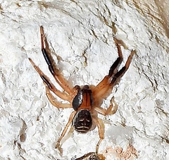 Xysticus texanus