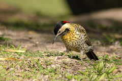 Colaptes melanochloros