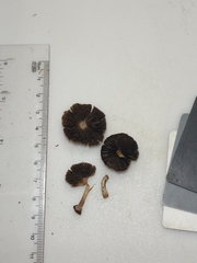 Psathyrella