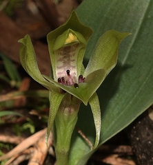 Chiloglottis valida