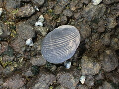 Nerita melanotragus