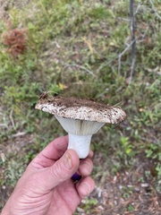 Russula brevipes