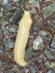 Ariolimax columbianus