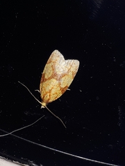 Sparganothis sulfureana