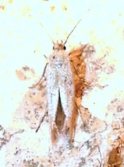 Scythrididae