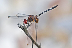 Dythemis fugax
