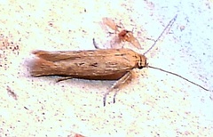 Scythrididae