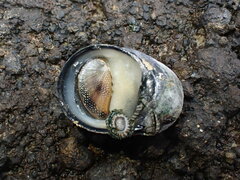 Nerita melanotragus