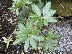 Rhododendron occidentale
