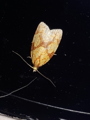 Sparganothis sulfureana