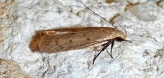 Inga obscuromaculella