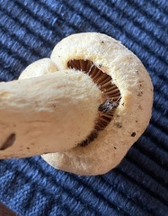 Chroogomphus tomentosus