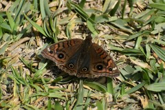 Junonia