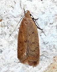 Inga obscuromaculella