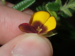 Bossiaea eriocarpa
