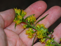 Solidago curtisii