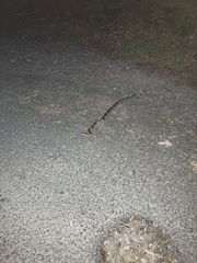 Agkistrodon contortrix