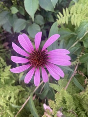 Echinacea