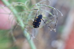 Coccinella septempunctata