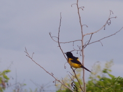 Icterus prosthemelas