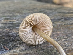 Nolanea