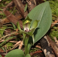 Chiloglottis valida