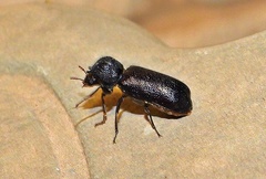 Apatides fortis
