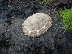 Cellana ornata