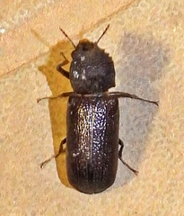 Apatides fortis