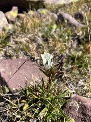 Gentiana algida