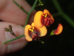 Daviesia divaricata