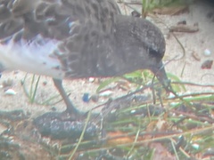 Arenaria melanocephala