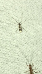Erioptera venusta