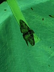Biston betularia