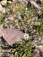 Gentiana algida
