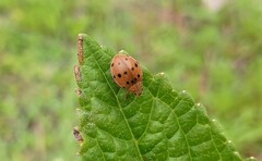 Epilachna varivestis