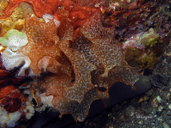 Halymenia