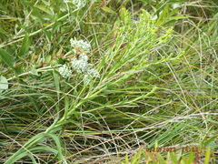 Solidago riddellii