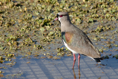 Vanellus chilensis