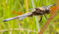 Libellula pulchella
