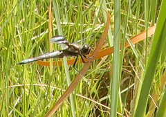 Libellula pulchella