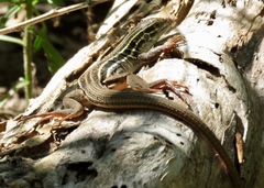 Aspidoscelis sonorae