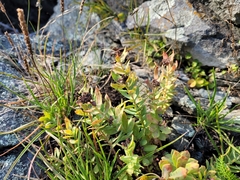 Rhodiola rosea