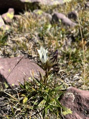 Gentiana algida