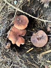 Lactarius fragilis