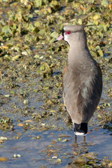 Vanellus chilensis