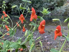 Erythranthe cardinalis
