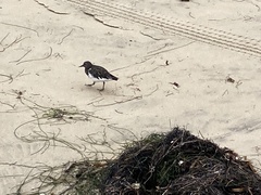 Arenaria melanocephala