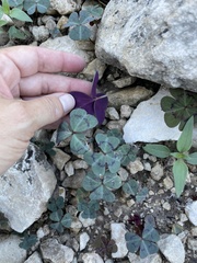 Ionoxalis
