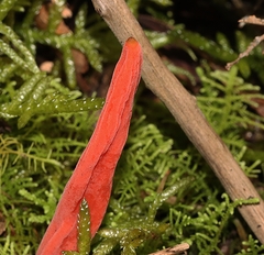 Clavulinopsis